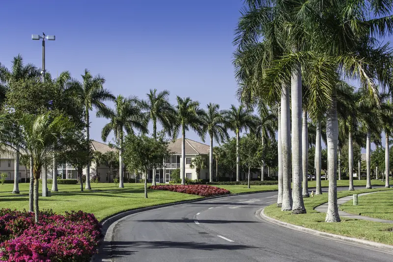 Landscaped tropical driveway lined with tall palm trees and flowers.